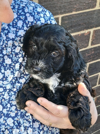 Cavapoo puppies