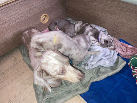 4 Beautiful dachshund lilac cream and tan merle