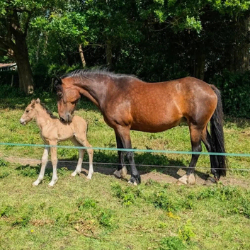 In foal to buckskin