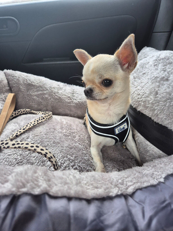 2 year old male Chihuahua for sale