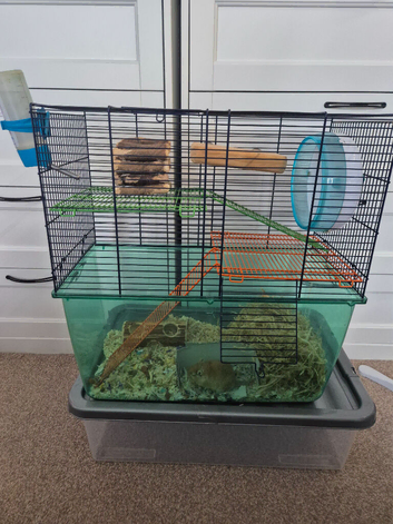 Male Gerbil
