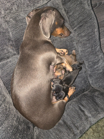 Minature dachshunds