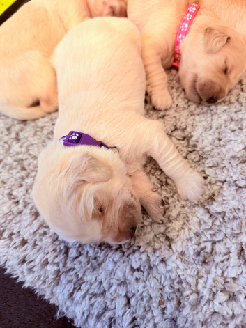 Golden retriever puppies