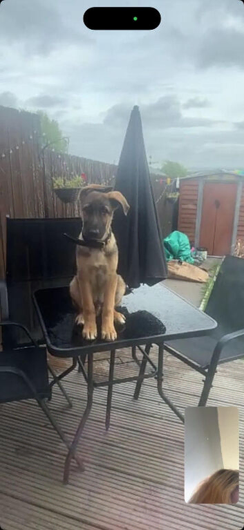 Young German shepherd looking for forever home