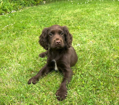 Cocker spaniel puppy