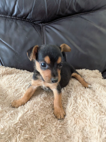 Beautiful Pure Bred Jack Russells