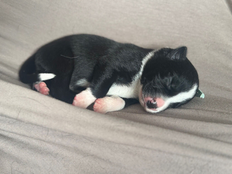 Meet your new best friend