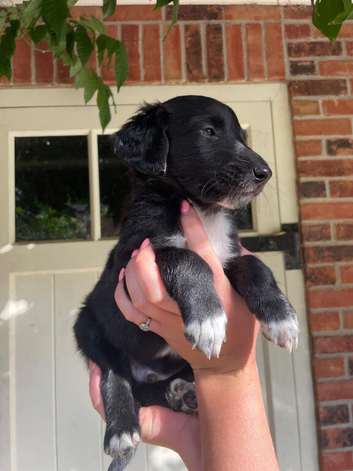 Bedlington X puppies