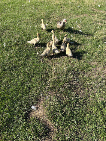 4 week old lavender Muscovy ducklings