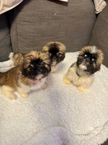 SHITZU PUPPIES full breed