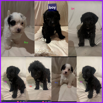 JACKAPOO PUPPYS