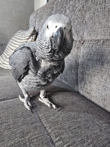 Tame African grey