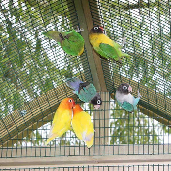 Bird & parrot rescue