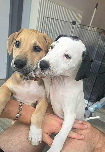 2 Staffordshire bull Terrier x Saluki pups