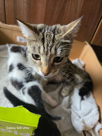 Two boy kittens