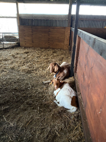 10 month old Golden Gurnsey x Boer Doe for sale