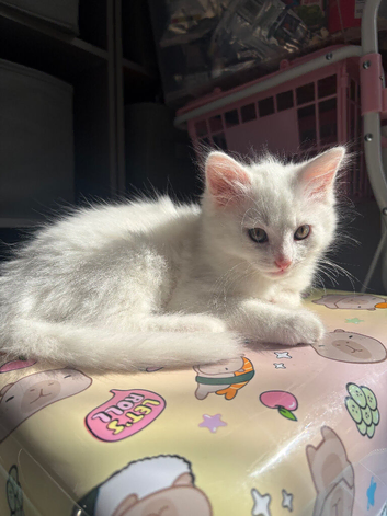 Fluffy kittens