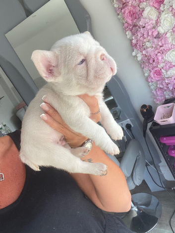 Fluffy Frenchie