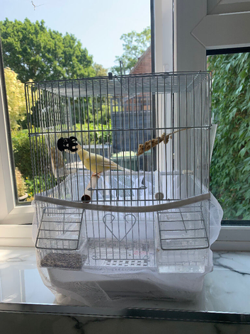 Canary & cage full set up lovely bird