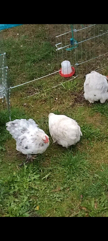 3 x Peking Bantams