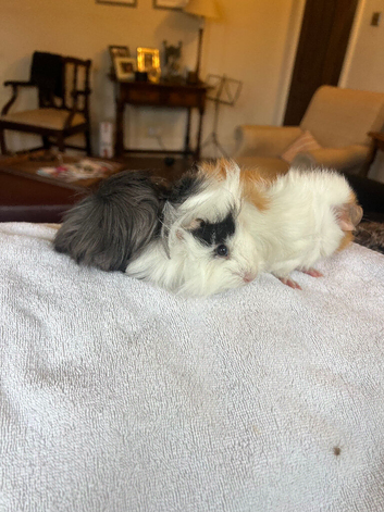 Gorgeous Guinea Pigs