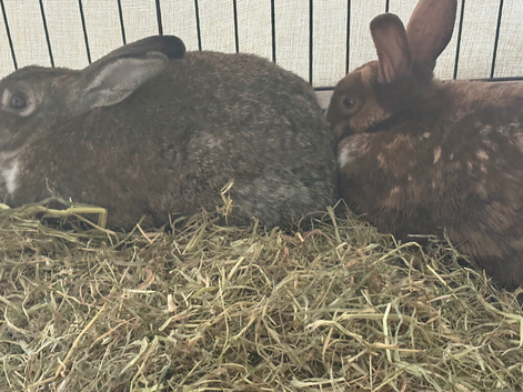 Dutch rabbits