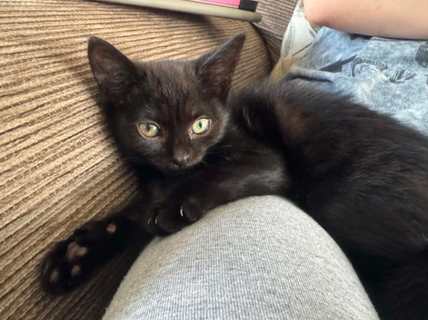 Female kitten