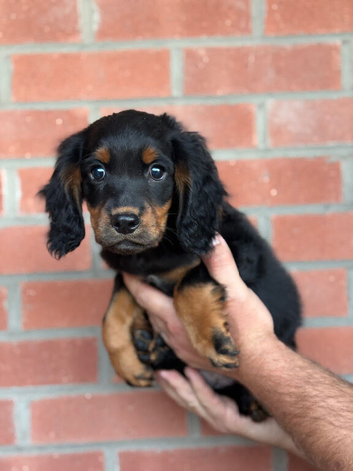 Boy and girl cocker spaniel puppy
