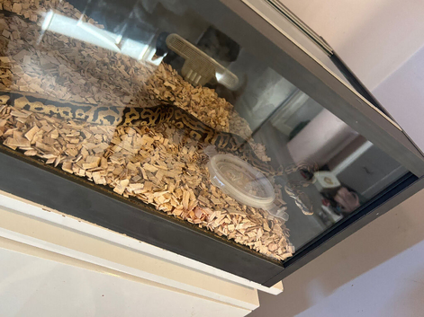 Royal python and tank
