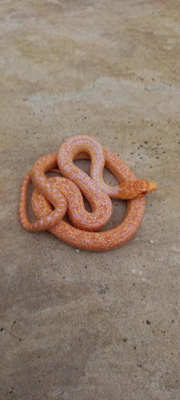 Gopher snake, Albino High Red San Diego Gopher Snake &ndash; CB 2025