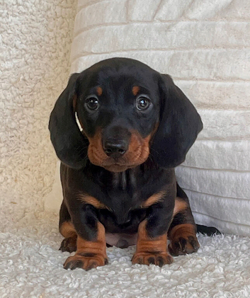 Gorgeous miniature dachshund puppies