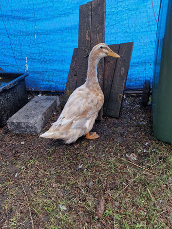 Female saxony duck