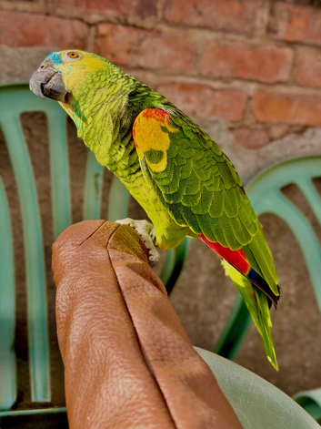 I have blue Amazon parrot his name vandow full talking no flying full friendly full hand train and my vendow very lovely bird