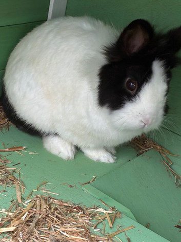 Male white and black lionhead