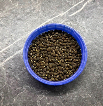 Indian Stick Insect Eggs &mdash; Easy & Fun!