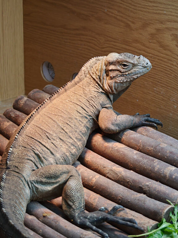 Sunning rhino iguana female 3 years old