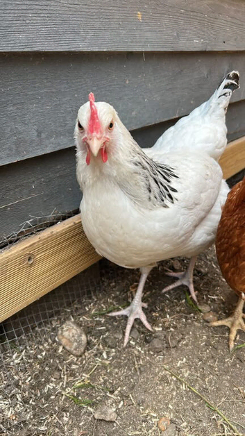 Hens and chickens