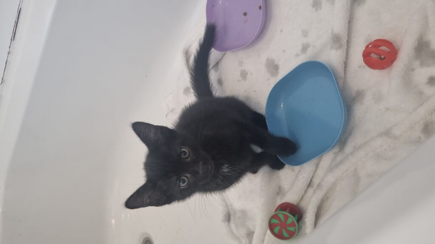 2 beautiful black babies looking for there forever home