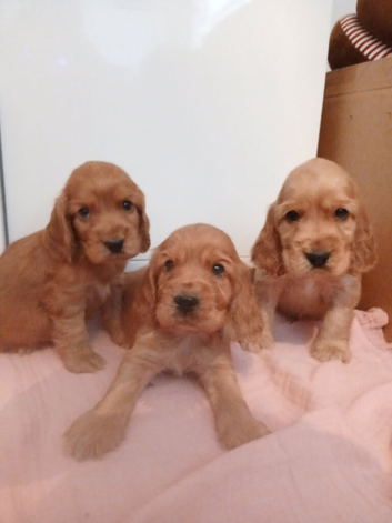 Cocker Spaniel Puppies