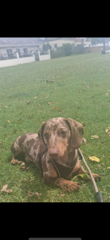 8 month old male dapple