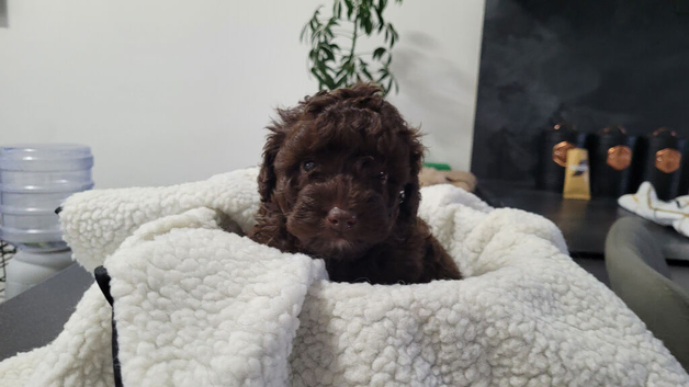 Toy Sproodle Puppies