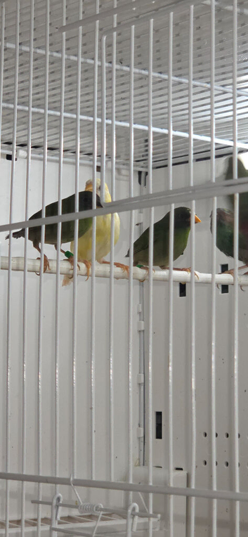 Young blue face parrot finches