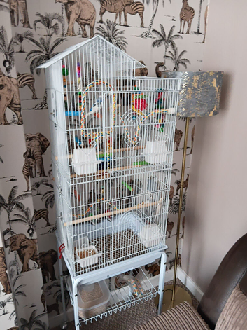 Budgie