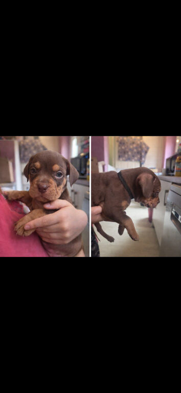 American Bulldog x Staffie x Beagle/Bloodhound Puppies &ndash; Both Parents Family Pets