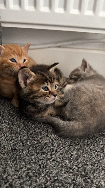 Gorgeous ginger kitten