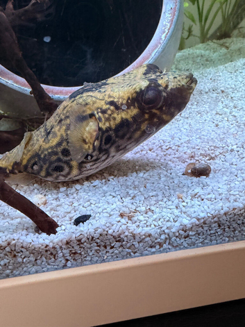 Fresh water dragon/humpback pufferfish