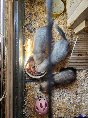 3 young ferrets/polecats