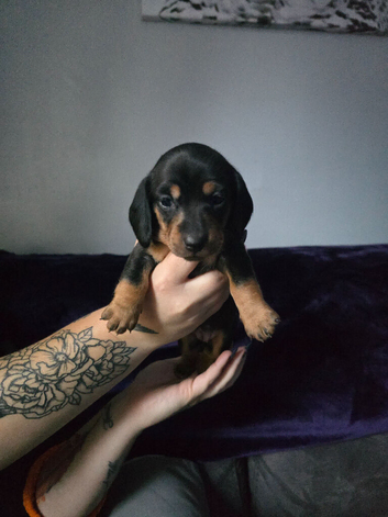 Minature dachshund boy