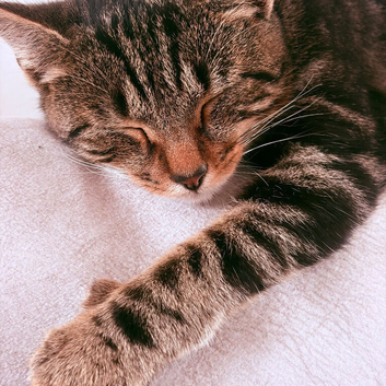 Tabby 6 month old male