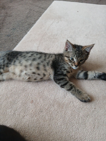 1 adorable little boy left! PRICE REDUCED AGAIN! These kittens are well worth the price take totally of the dagdoll side